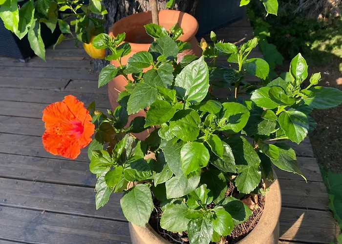 Clair Matin - - Sea View - Pool - Sauna -